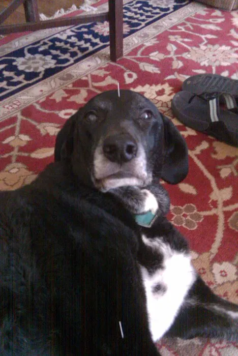 TCVM for Animals Picture 4