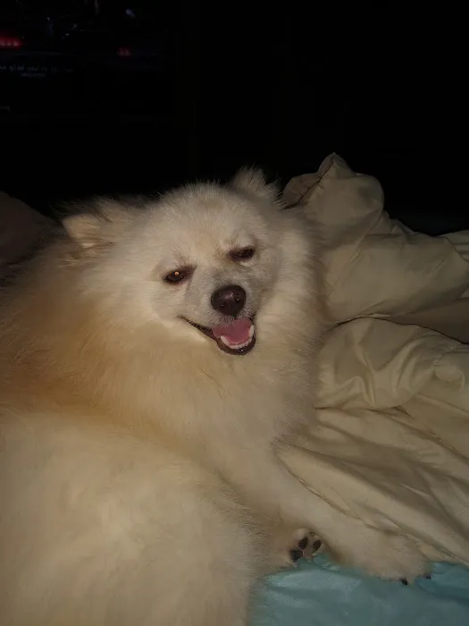 TCVM for Animals Picture 1