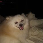 TCVM for Animals