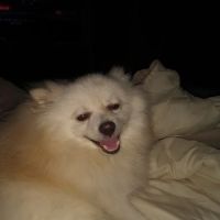 TCVM for Animals ico