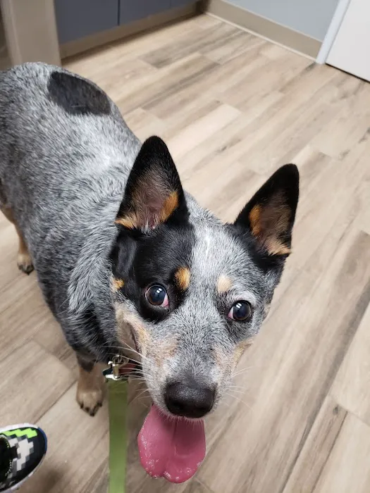Clear Creek Forest Animal Hospital Picture 1