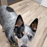 Clear Creek Forest Animal Hospital ico