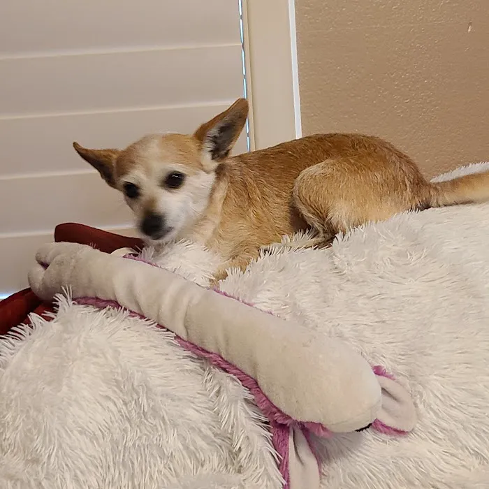 Clear Creek Forest Animal Hospital Picture 4