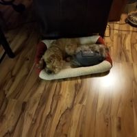 Smith Flat Animal Hospital ico