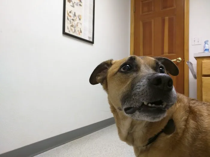 Smith Flat Animal Hospital Picture 6