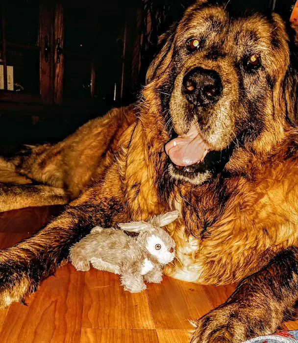Smith Flat Animal Hospital Picture 10
