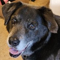 Chowan Animal Hospital ico