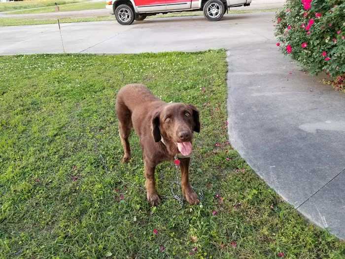 Chowan Animal Hospital Picture 8