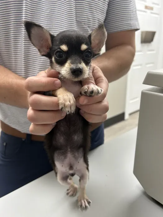 Chowan Animal Hospital Picture 7