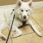 Evergreen Animal Care Center
