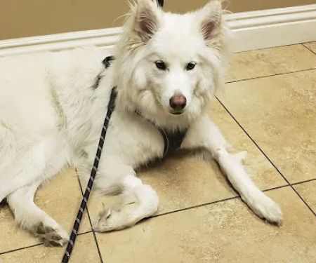 Evergreen Animal Care Center