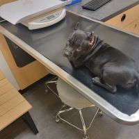 Banfield Pet Hospital ico