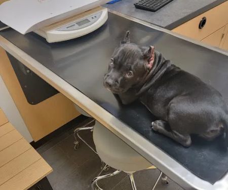 Banfield Pet Hospital