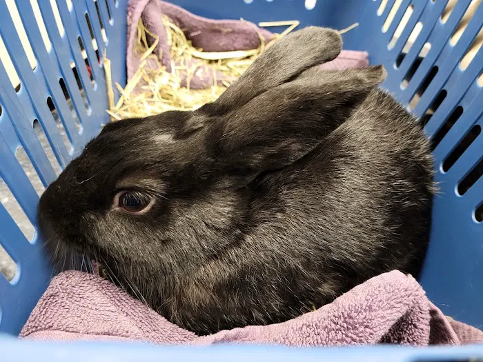 Northridge Veterinary Center Picture 8
