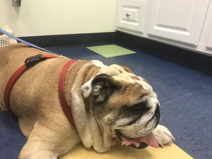 Pet Vet Animal Hospital Picture 3