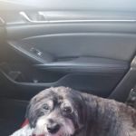 Pet Vet Animal Hospital