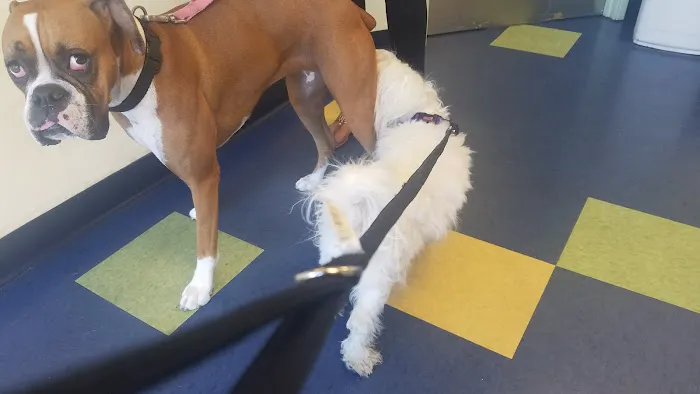 Pet Vet Animal Hospital Picture 4