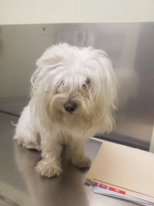 Pet Vet Animal Hospital Picture 10
