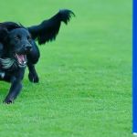 Healing Touch Veterinary Wellness Center