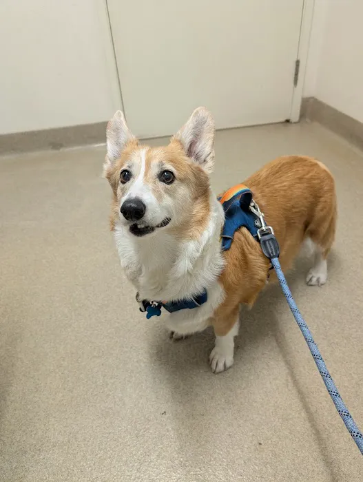 Winnetka Animal Clinic Picture 2