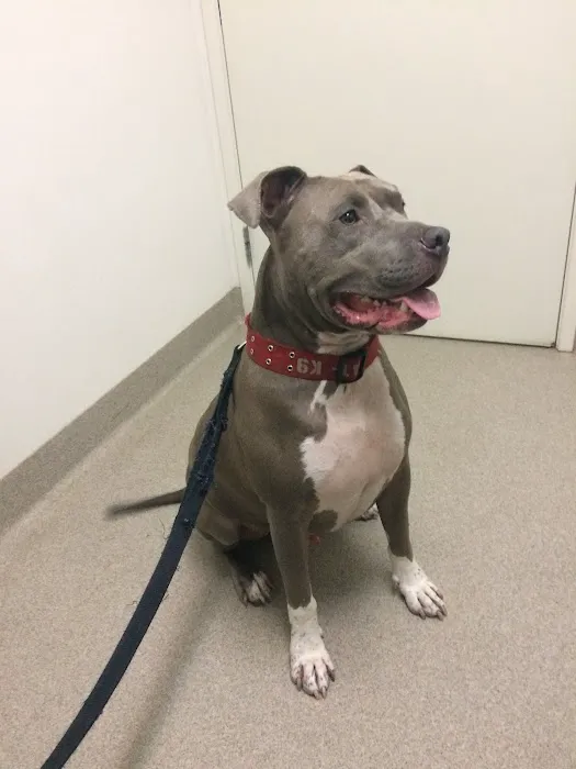 Winnetka Animal Clinic Picture 4