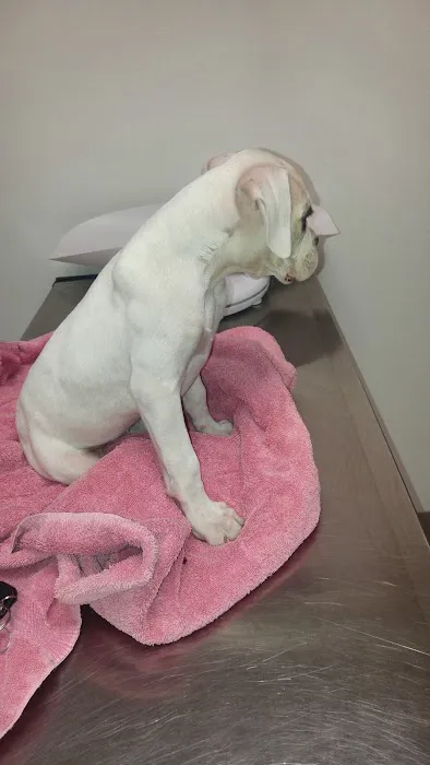 Winnetka Animal Clinic Picture 5