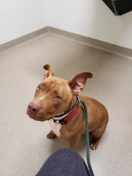 Winnetka Animal Clinic Picture 7