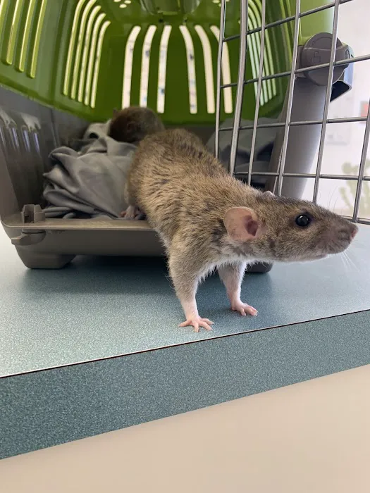 Capri Plaza Pet Clinic Picture 1