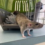 Capri Plaza Pet Clinic
