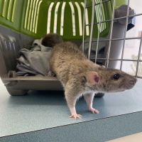 Capri Plaza Pet Clinic ico