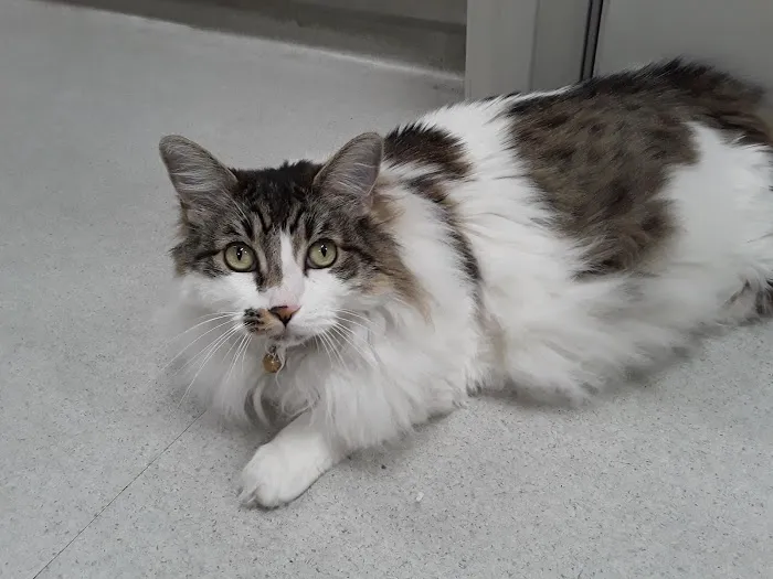 Cat's Meow Veterinary Clinic Picture 1