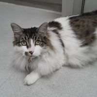 Cat's Meow Veterinary Clinic ico