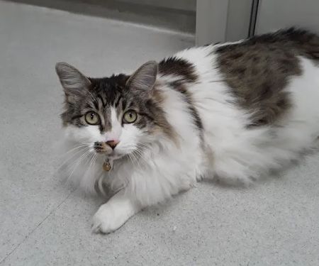Cat's Meow Veterinary Clinic