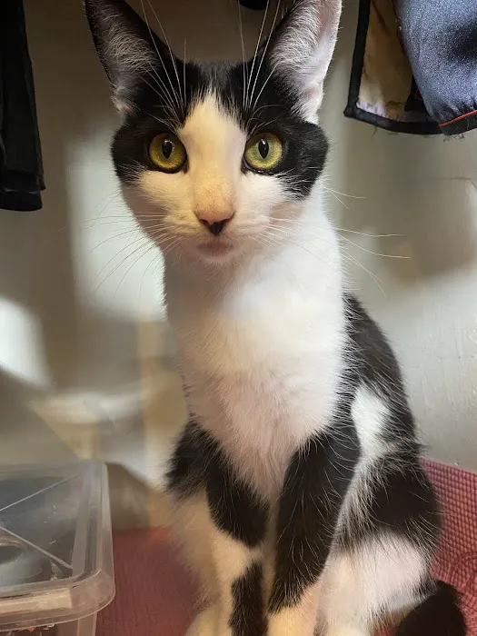 Cat's Meow Veterinary Clinic Picture 3
