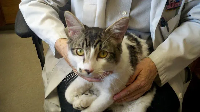 Cat's Meow Veterinary Clinic Picture 2