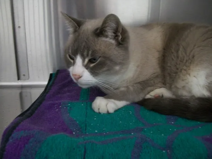 Cat's Meow Veterinary Clinic Picture 5