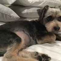 Dog and Cat Dentist, Inc. ico