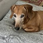 ACCESS Specialty Animal Hospitals - San Fernando Valley