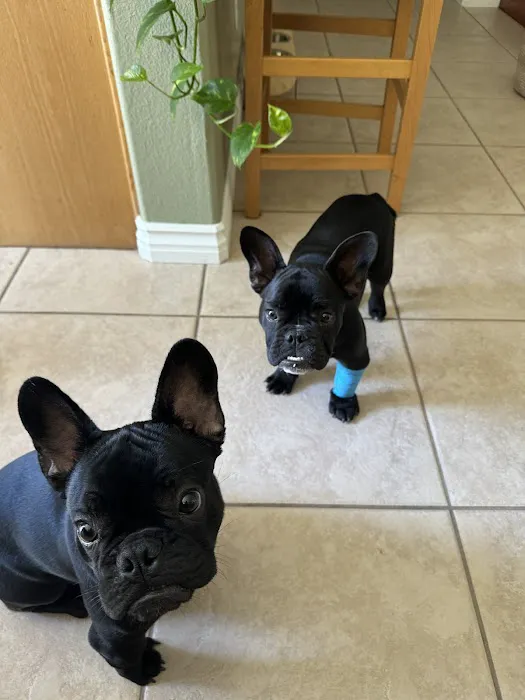 Home Vet House Call Services Picture 2