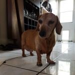 Home Vet House Call Services