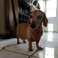 Home Vet House Call Services ico