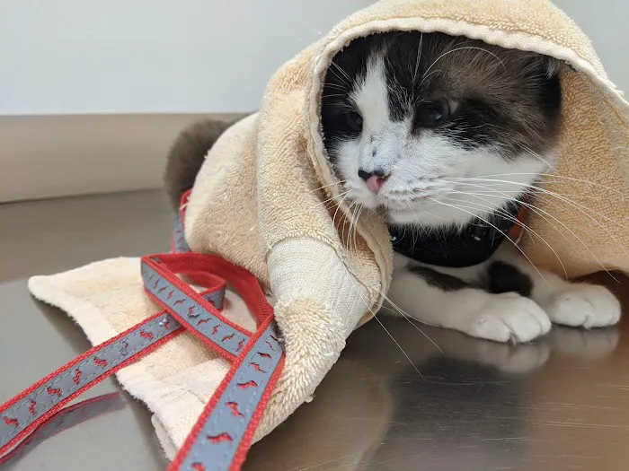 Golden Oaks Veterinary Hospital Picture 9