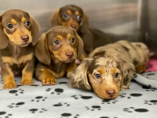 New Haven Animal Hospital Picture 2