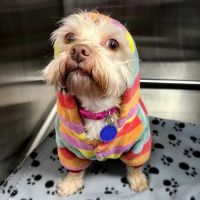 New Haven Animal Hospital ico