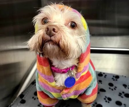 New Haven Animal Hospital