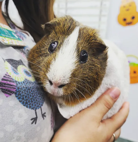New Haven Animal Hospital Picture 4