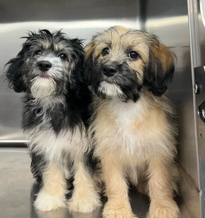 New Haven Animal Hospital Picture 5