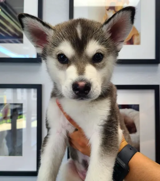 New Haven Animal Hospital Picture 8