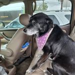 Alta Loma Animal Hospital