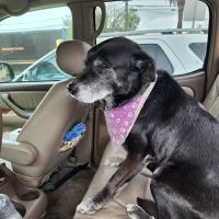 Alta Loma Animal Hospital ico